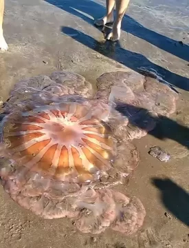 Apareció una medusa gigante en Mar del Plata