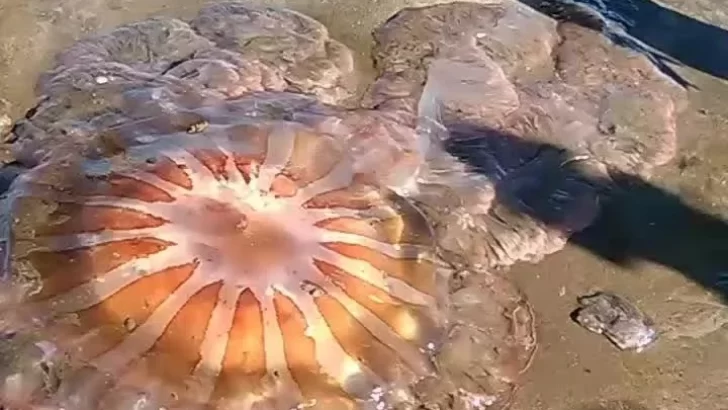 Apareció una medusa gigante en Mar del Plata