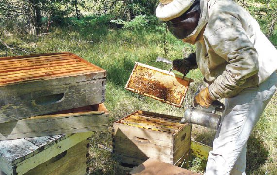 Destacan la capacidad exportadora de la producción de miel en la provincia de Buenos Aires