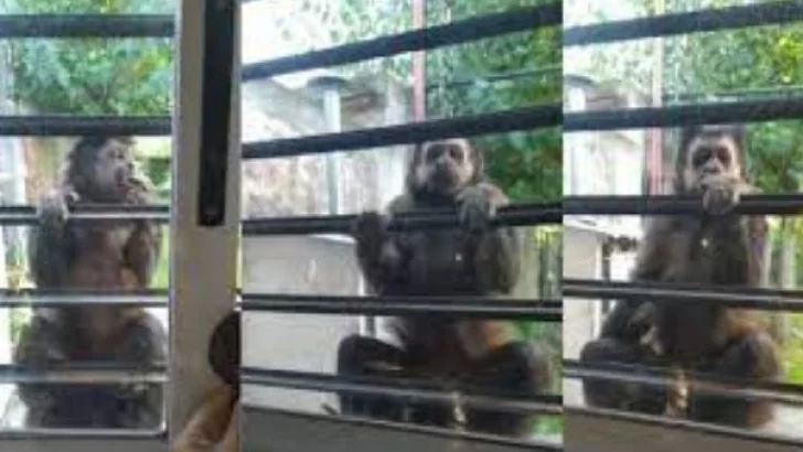 Comió banana y se dejó filmar: un mono suelto tiene en vilo a Villa Elisa