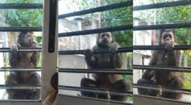 Comió banana y se dejó filmar: un mono suelto tiene en vilo a Villa Elisa