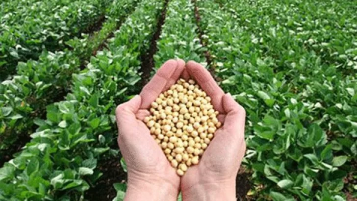 La cosecha de soja podría alcanzar los 50 millones de toneladas en la campaña 23/24