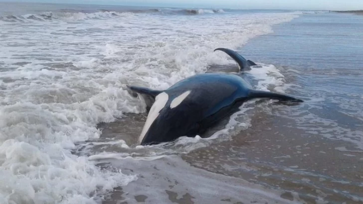 Aparecieron siete orcas varadas en las playas de Mar Chiquita