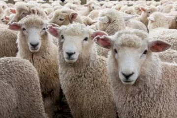 El Ministerio de Agricultura aprueba nomenclador de cortes de carne ovina