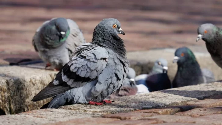 No falla: cómo ahuyentar a las palomas del balcón o el patio de tu casa