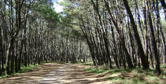 Cómo estará el clima este jueves en Necochea y Quequén