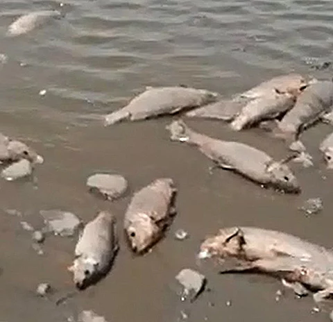 Hallan una gran cantidad de peces muertos en la Laguna de Gil
