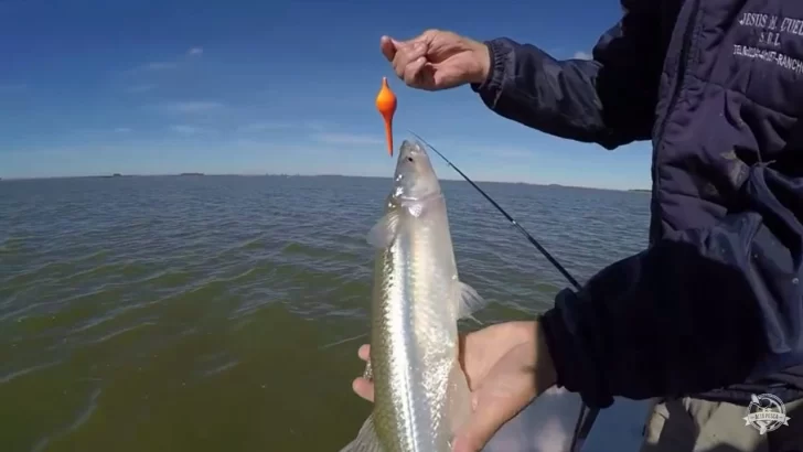 Comienza la veda de pesca de pejerrey en territorio bonaerense