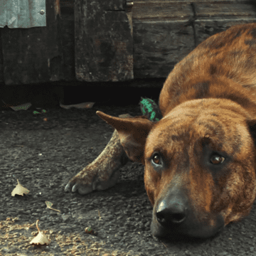 Complicada situación económica del Caan. Viven casi 300 perritos en el predio