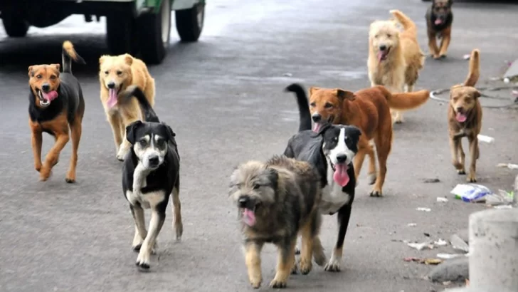 En Monte Hermoso multarán a los dueños de los perros que anden sueltos en la calle
