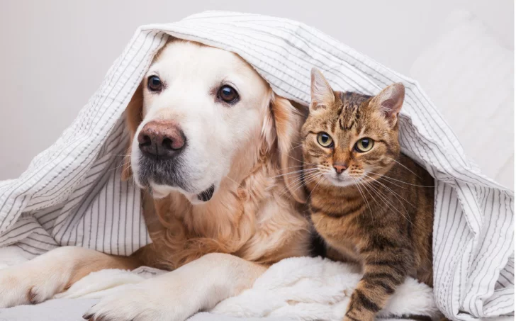 Cómo cuidar a perros y gatos del calor y de la pirotecnia