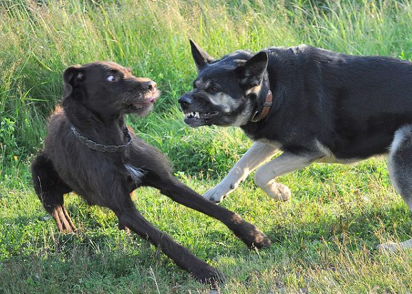 Se pelearon los perros y sus dueños terminaron a los tiros