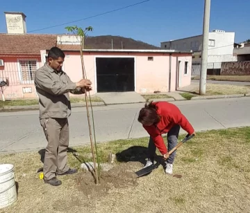 El municipio entrega especies arbóreas para la vía pública