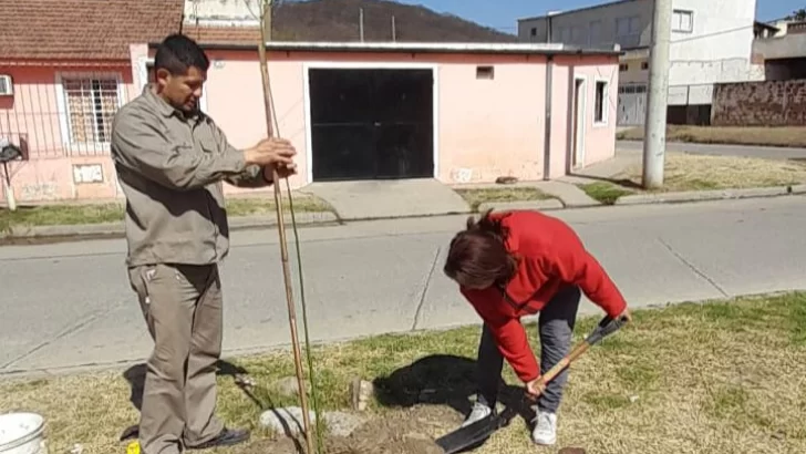 El municipio entrega especies arbóreas para la vía pública