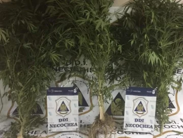 Secuestran plantas de marihuana y un auto adulterado