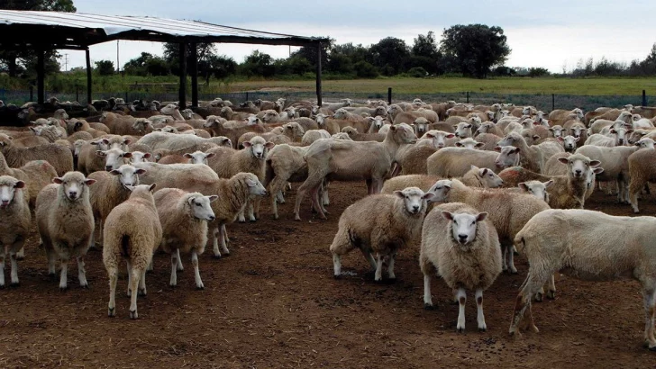 Diputados convirtió en ley el proyecto de promoción de la ganadería ovina