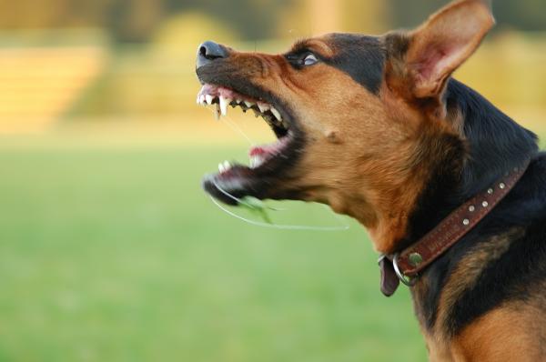 Una policía resultó herida por un perro cuando intervenía en un conflicto familiar