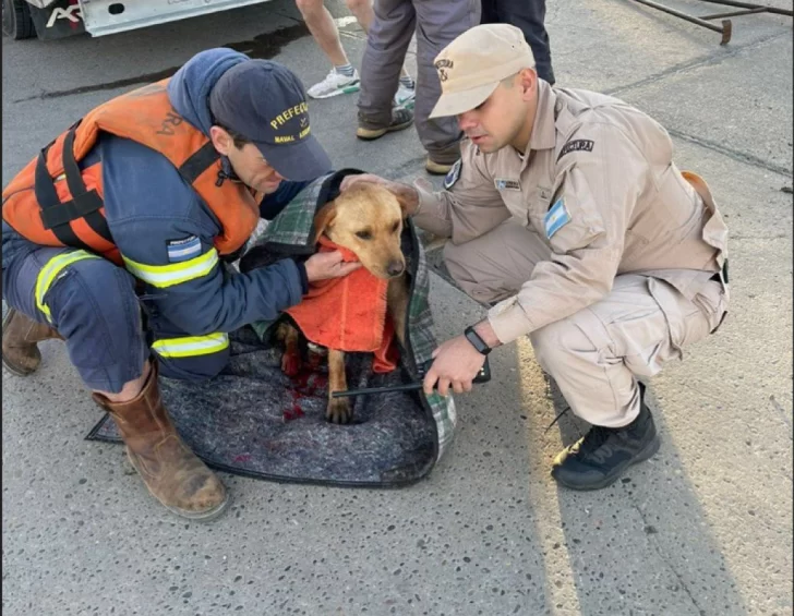 Video: emotivo rescate a una perrita atrapada en una boca de tormenta