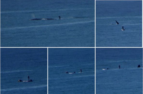 Piden a deportistas acuáticos evitar acercamientos peligrosos a las ballenas