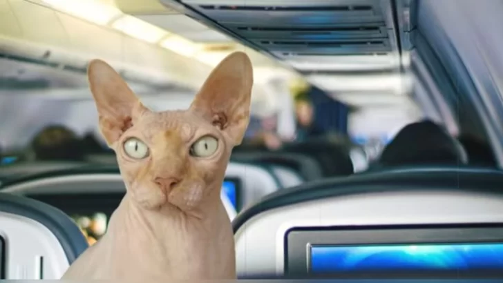 Una mujer fue sorprendida mientras amamantaba a su gato en un vuelo