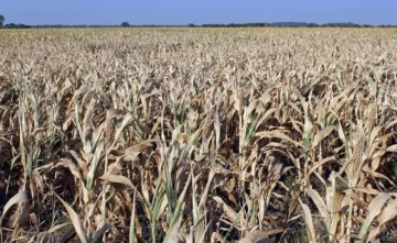 Sequía: los créditos del Banco Provincia para productores ya superaron los $5.000 millones