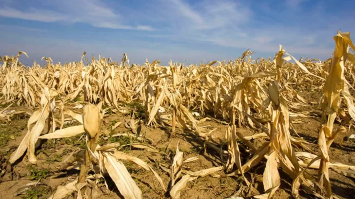 El Gobierno estableció beneficios fiscales y financieros para productores afectados por la sequía