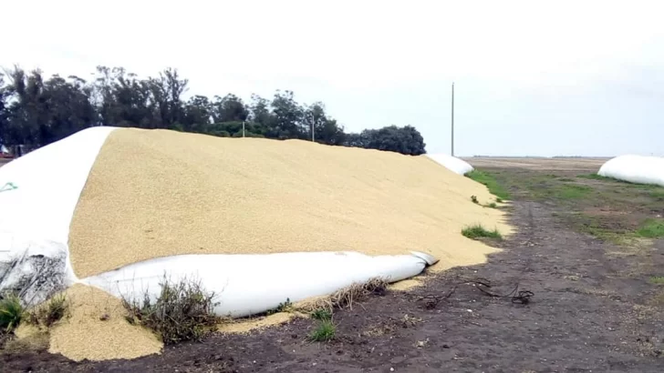 Rompen un silobolsa con 180 toneladas de cebada valuadas en casi $4 millones