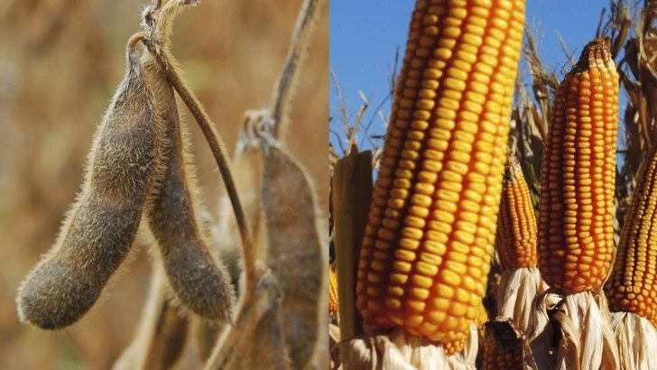 Fuerte alza de la soja y el maíz por menores siembras proyectadas en Estados Unidos