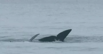 Las ballenas hacen su paso por las playas de Quequén