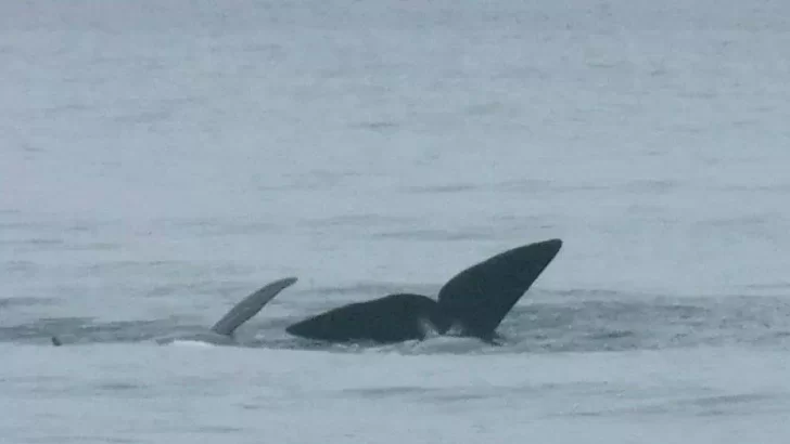 Las ballenas hacen su paso por las playas de Quequén