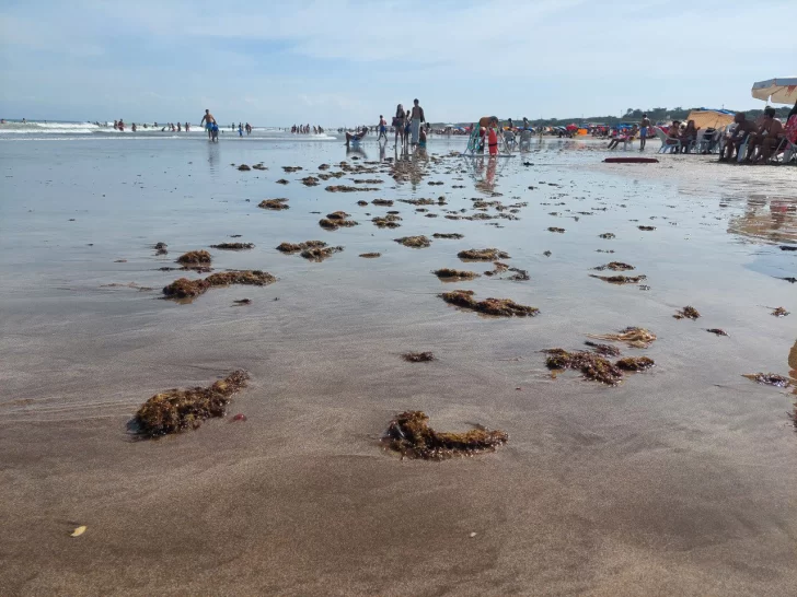 Calor extremo, algas, viento Norte y público mayormente local