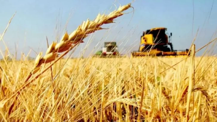 Destacan el crecimiento del 27% registrado en la última campaña de trigo