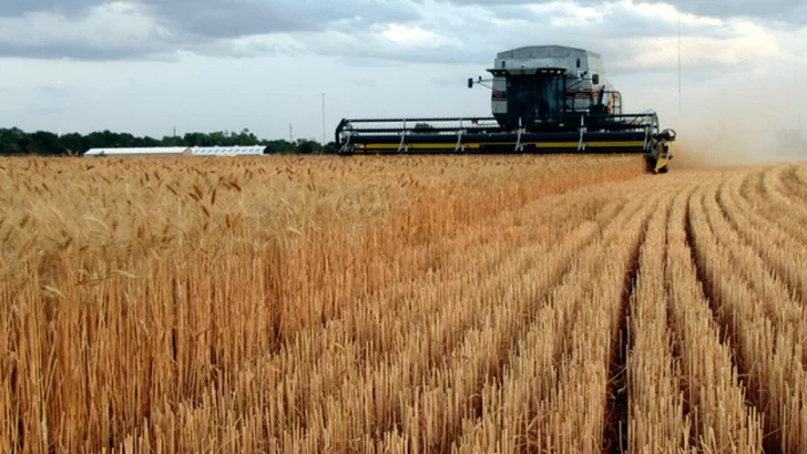 Aseguran que la sequía se terminó, pero ahora las lluvias intensas ponen en riesgo la cosecha de trigo