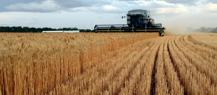 El Gobierno fijó el cupo de exportación de trigo 14,5 millones de toneladas
