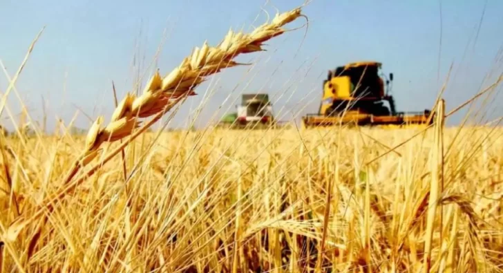 Aumenta el valor de referencia del trigo: puede impactar en el precio del pan
