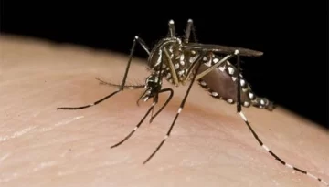 Ya hay dos casos autóctonos de dengue en territorio bonaerense