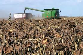 El agro exceptuado de la cuarentena total: los consejos para cosecha, tambo y ganadería