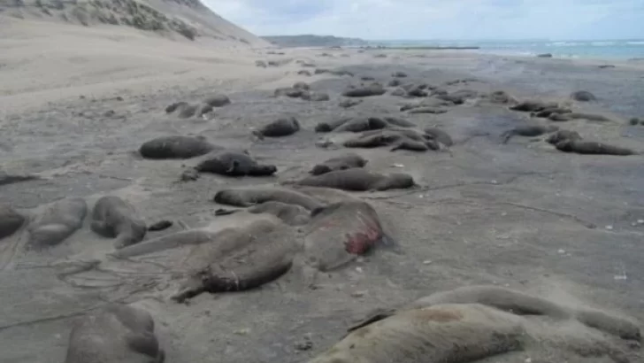 Triste imagen: aparecieron muertas más de 200 crías de elefantes marinos en Puerto Madryn
