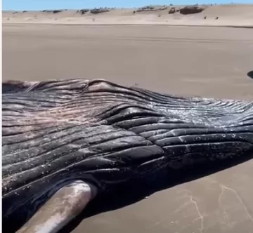 Hallaron una ballena muerta en la playa de Necochea