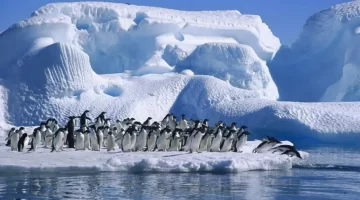 Confirmaron los primeros casos de Gripe Aviar en la Antártida