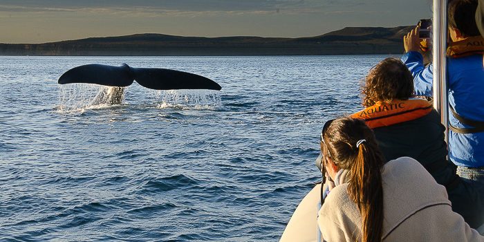 Buscan regularizar el transporte náutico para personas en el avistaje de ballenas