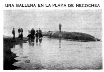 Noticias de 1902: una ballena muerta en la playa