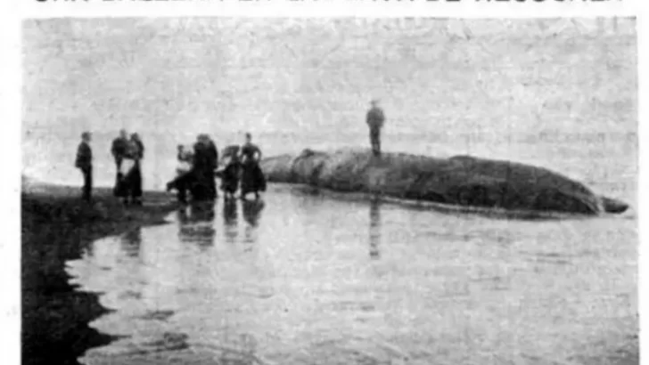 Noticias de 1902: una ballena muerta en la playa