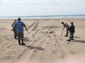 Lograron llevar al elefante marino hasta la lengua del mar