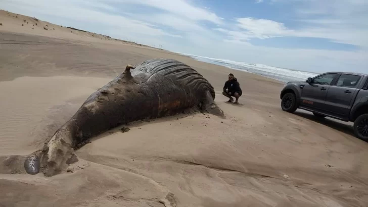 Otra ballena muerta en las playas de Necochea