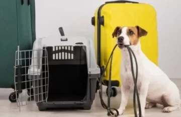 El Certificado Veterinario Internacional ya se puede gestionar de forma virtual para viajar con perros y gatos