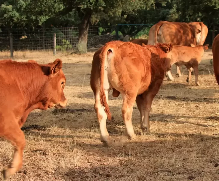 Robaron 20 terneros para engorde de un campo de ruta 3