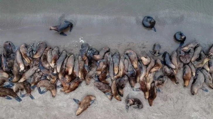 La población de lobos marinos se redujo un 15%