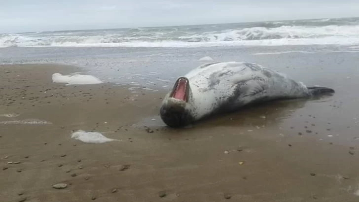 Hallazgo de una foca leopardo en cercanía del balneario Los Ángeles