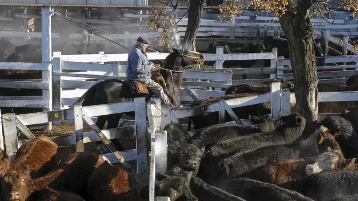 La hacienda subió casi 40% y le mete más presión a los precios de la carne